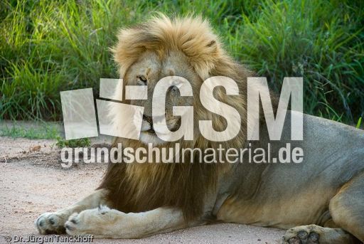 Löwen (27 von 69).jpg